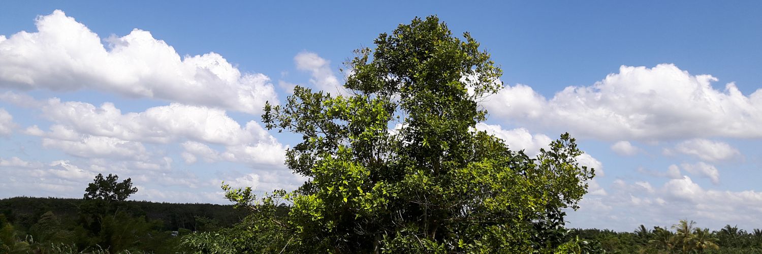 rodsisen's profile banner image
