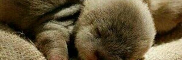 15natashawilo's profile banner image