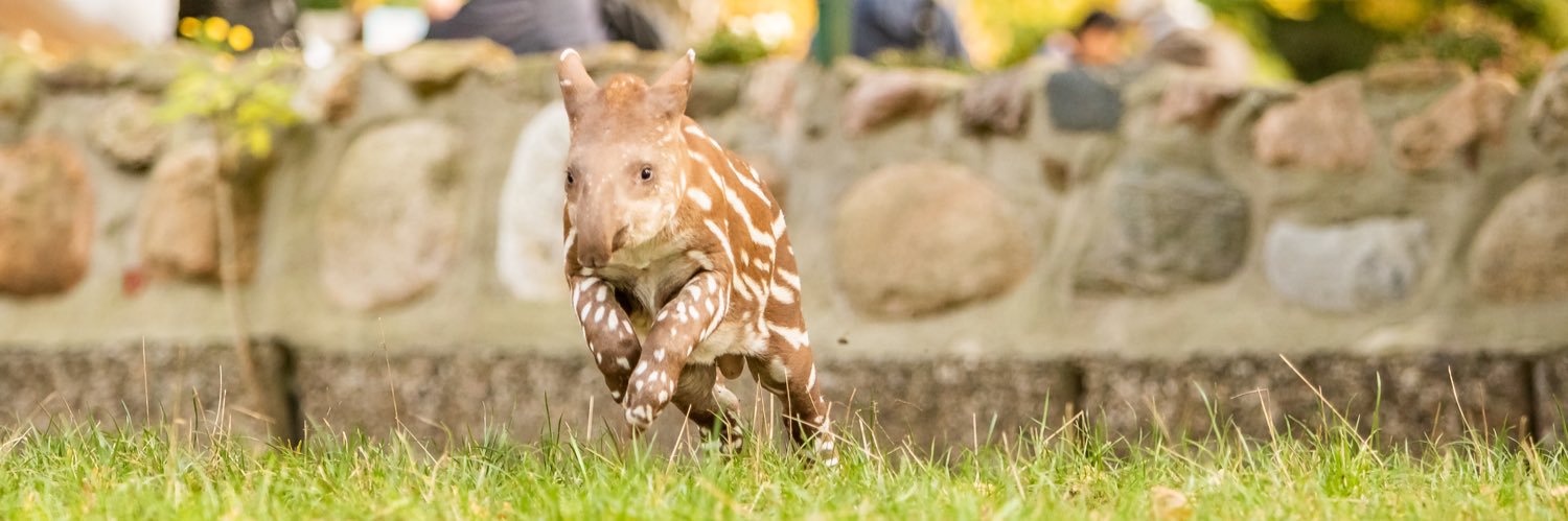 TrashTV_Tapir's profile banner image