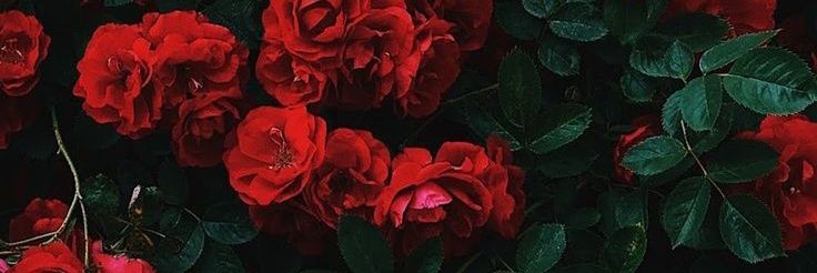 Marcella banner