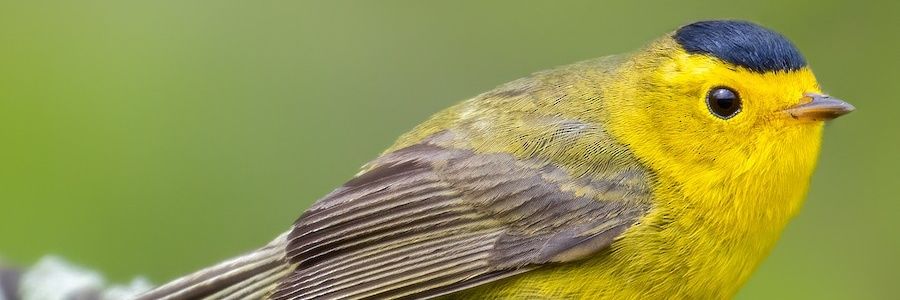 corvuuscoraax's profile banner image