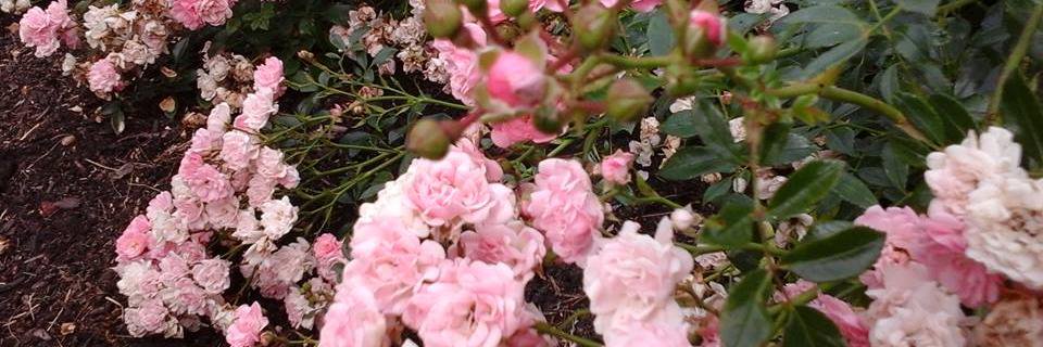 LauraCaley3's profile banner image