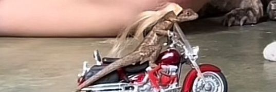 foiaMarii's profile banner image
