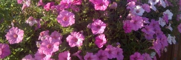 WicketsWebWorld Profile Banner