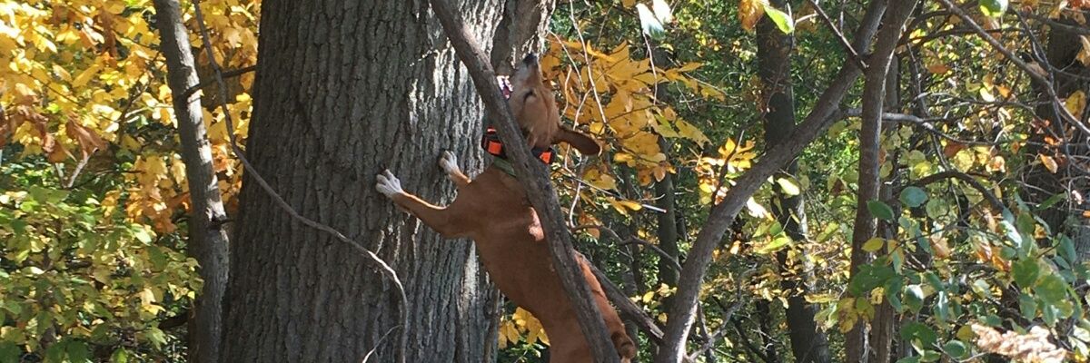jarod_fox1's profile banner image