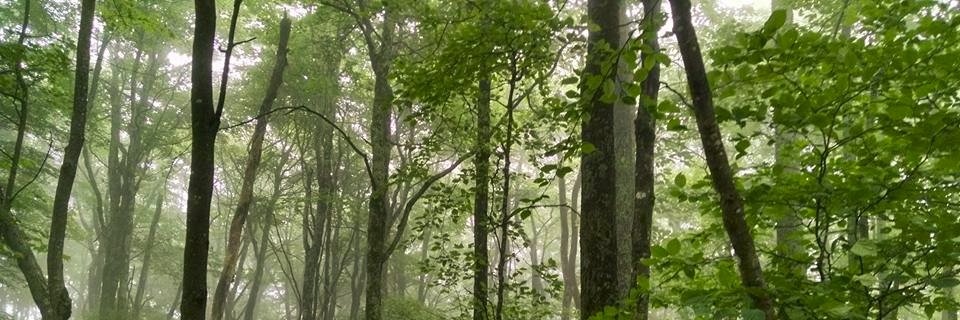anthornburgh's profile banner image