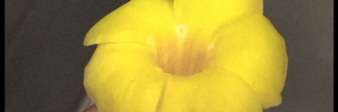 ArrobaSousa's profile banner image