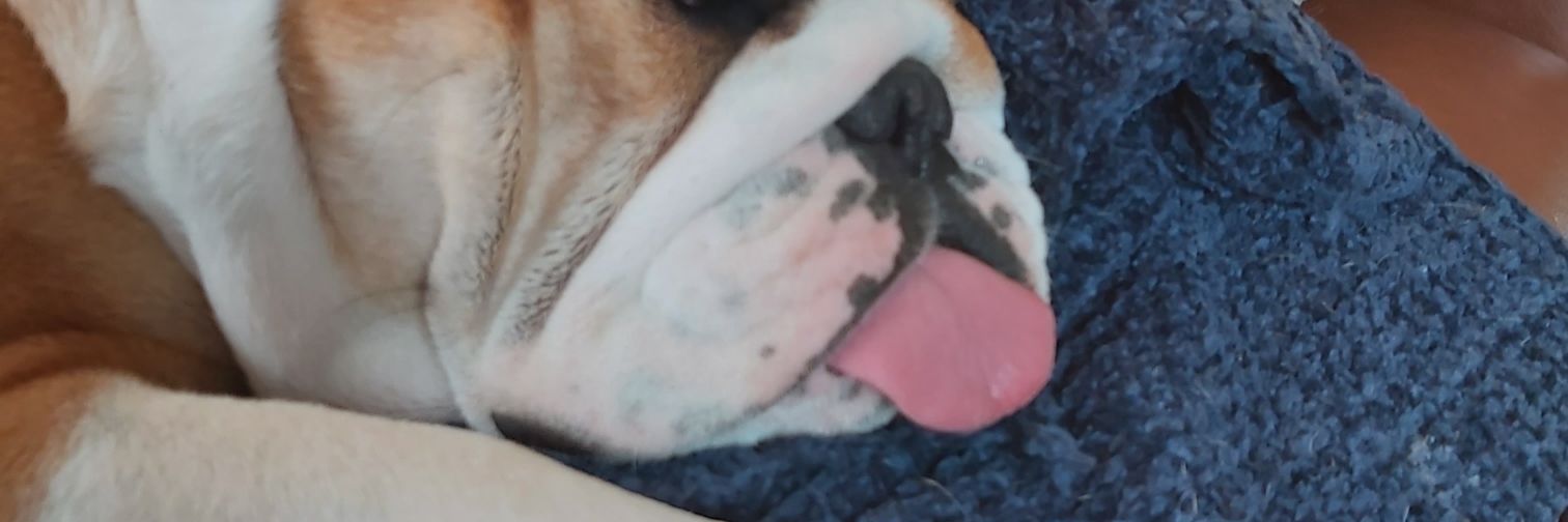 Michael Davies banner