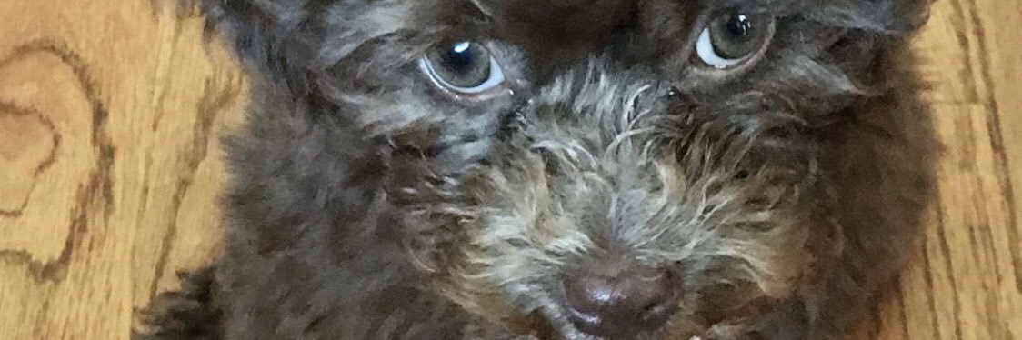 nicyski's profile banner image