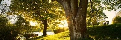 🇨🇵 Jollud 🇨🇵☦️🔄Ⓜ️ banner