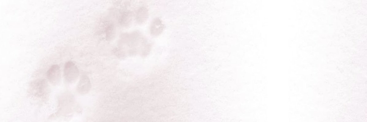 petpupp's profile banner image