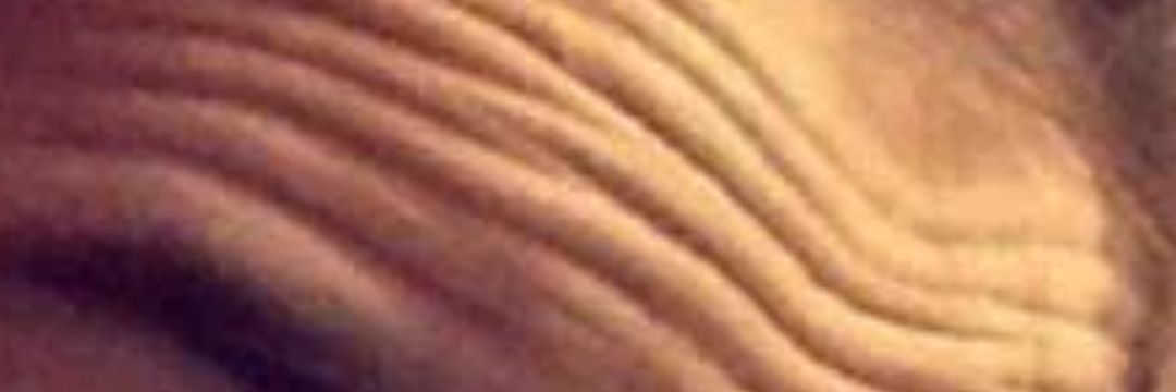 buffalothotties's profile banner image