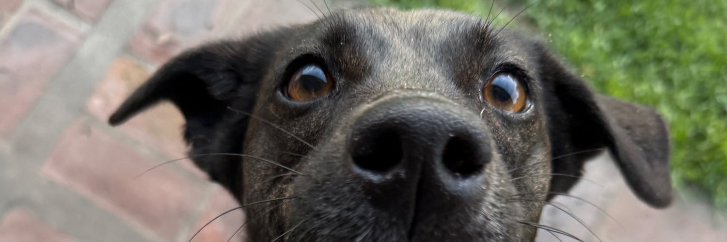 Cutureboredo's profile banner image