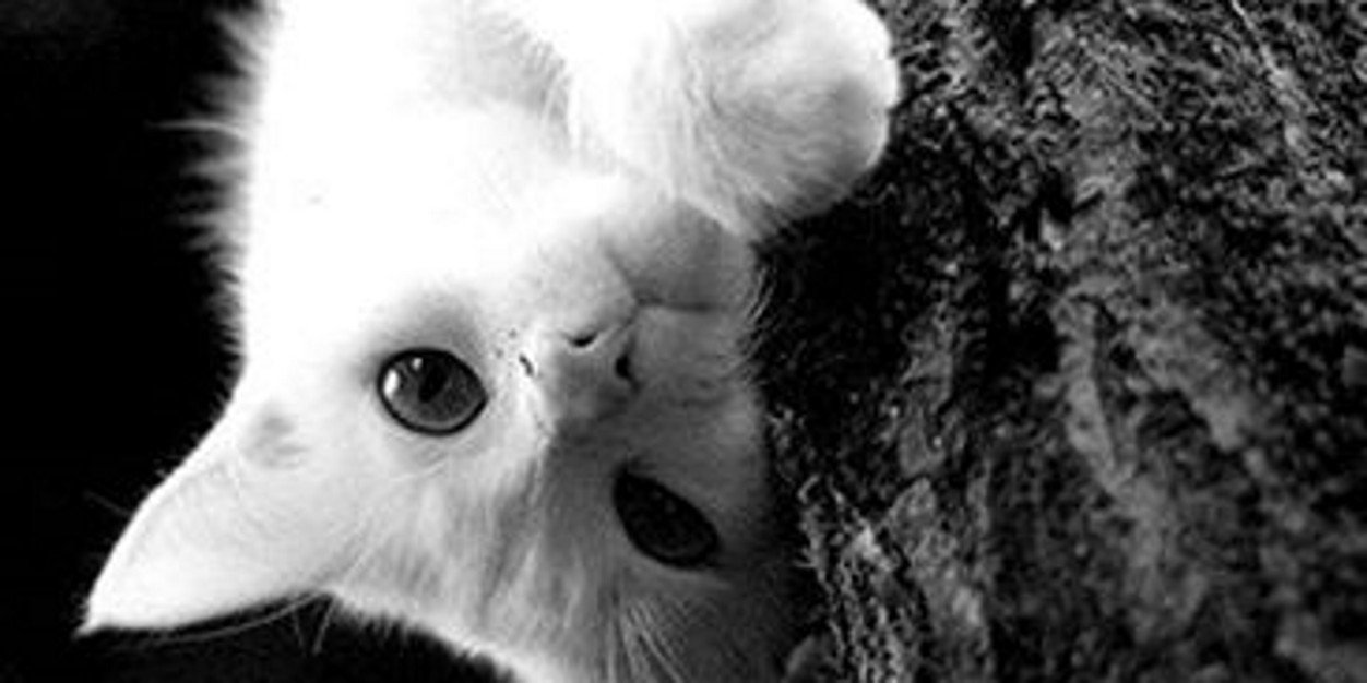 prospershumba4's profile banner image