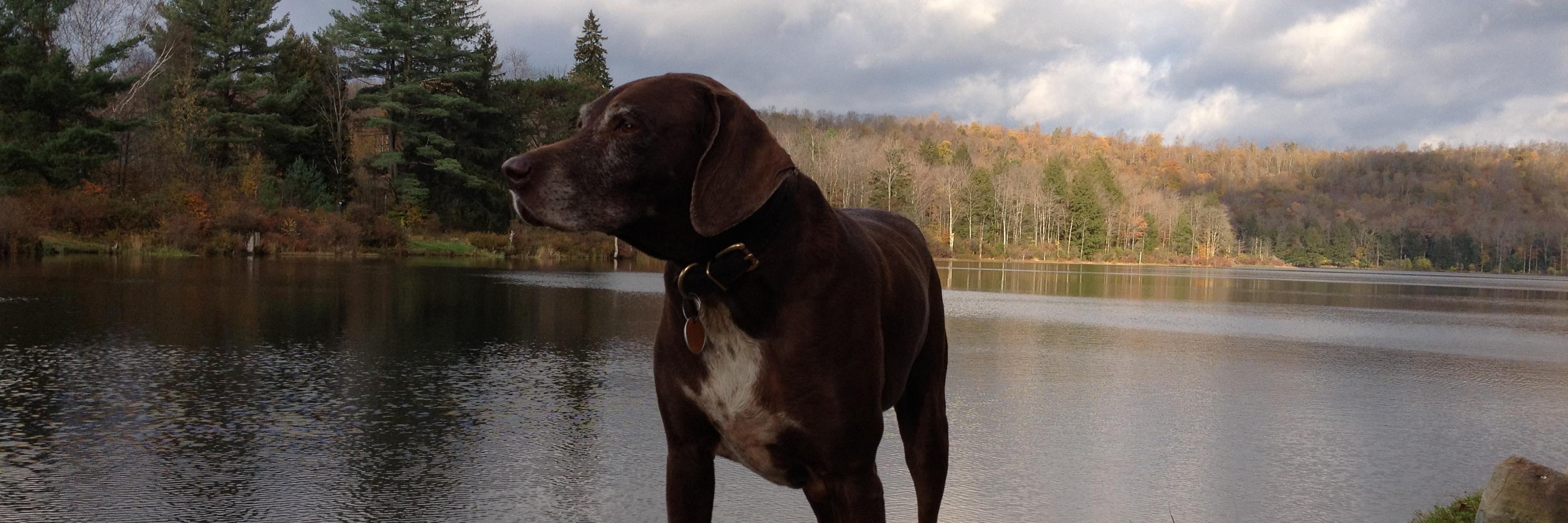 Allendrizzle's profile banner image