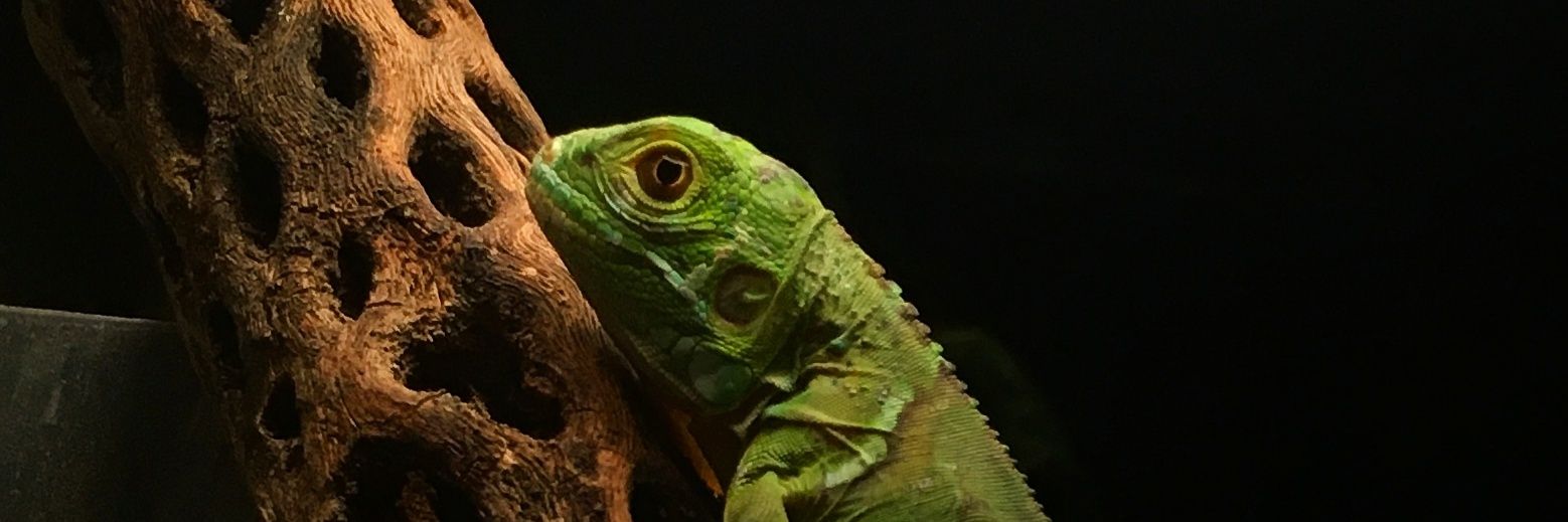 BenitoSustaita's profile banner image