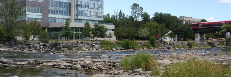 Susan D. Phillips banner