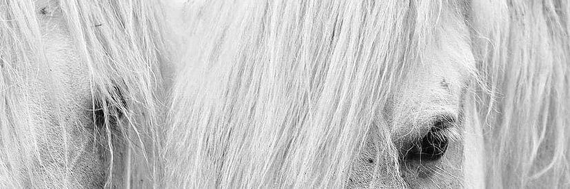 celebiremo's profile banner image