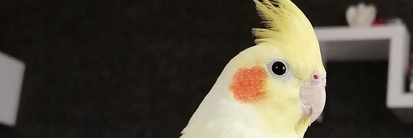 canyaldir's profile banner image