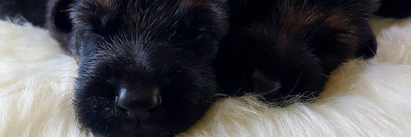 AgEconTsiboe Profile Banner