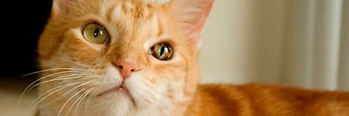 SimbasPrideFL's profile banner image