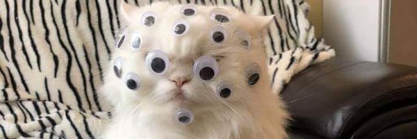 Wackyness55 Profile Banner