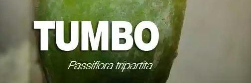 Itonde a Tumbo banner