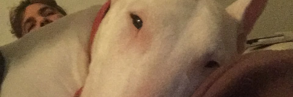 ReiJos1's profile banner image