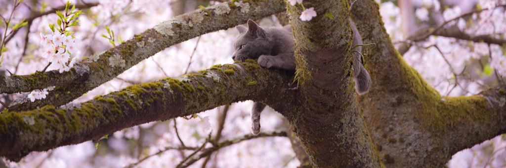 いこねこ's banner