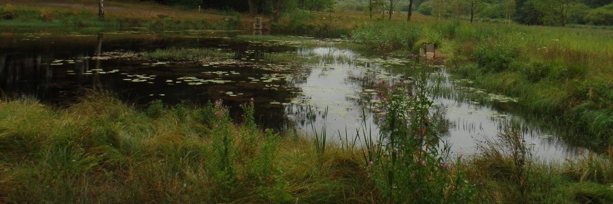 RavnLis's profile banner image