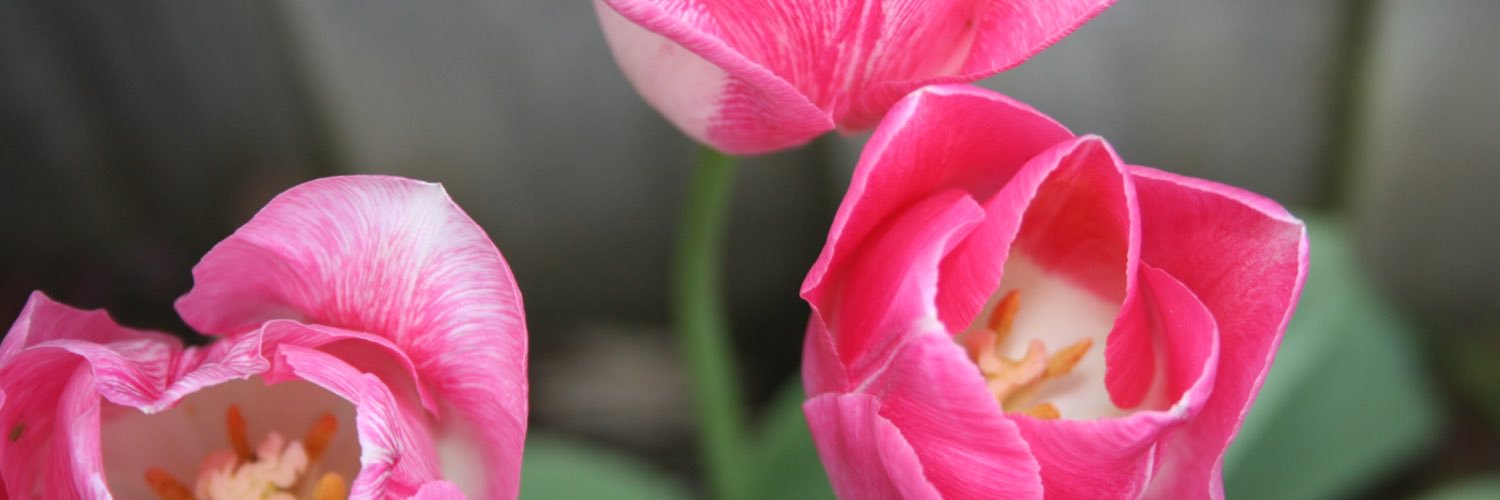 CharlieRobertY1's profile banner image