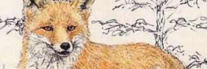 josemazor's profile banner image