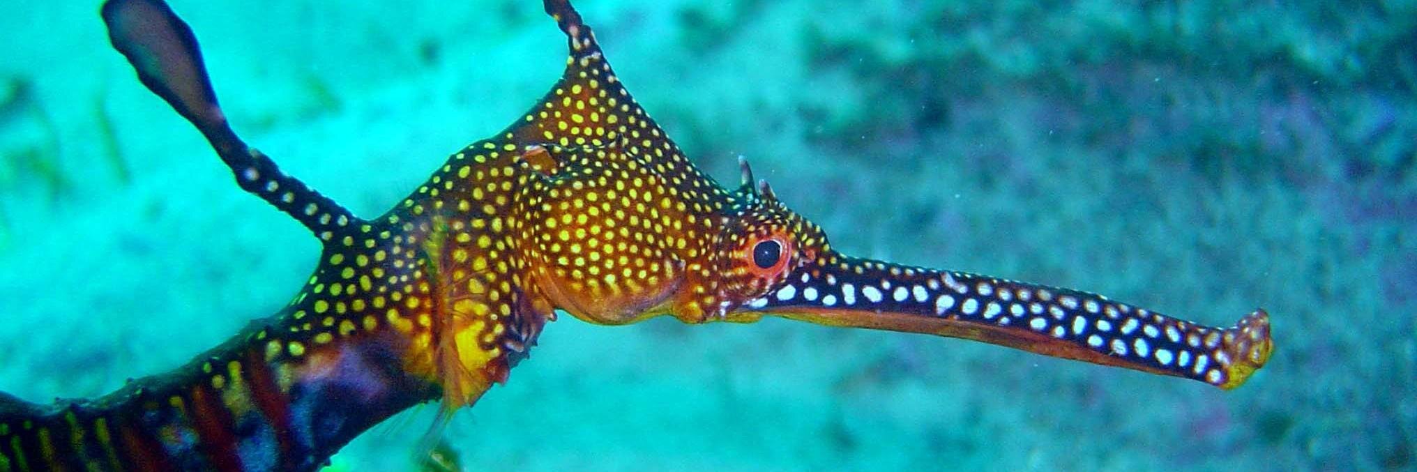 divecentremanly's profile banner image