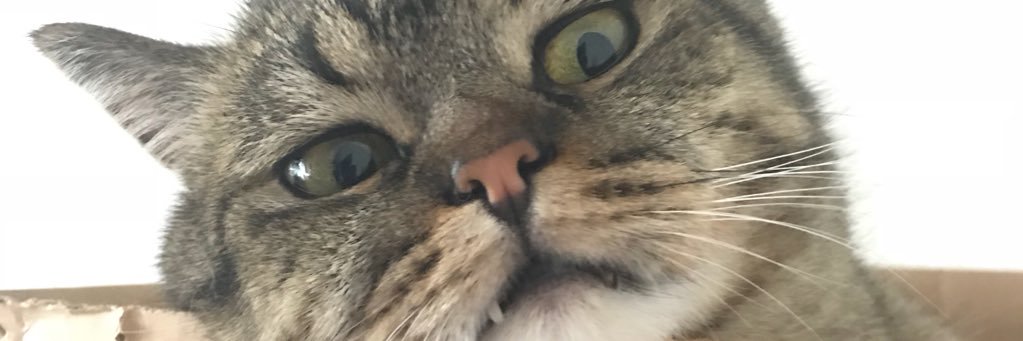 You know me, I'm... banner