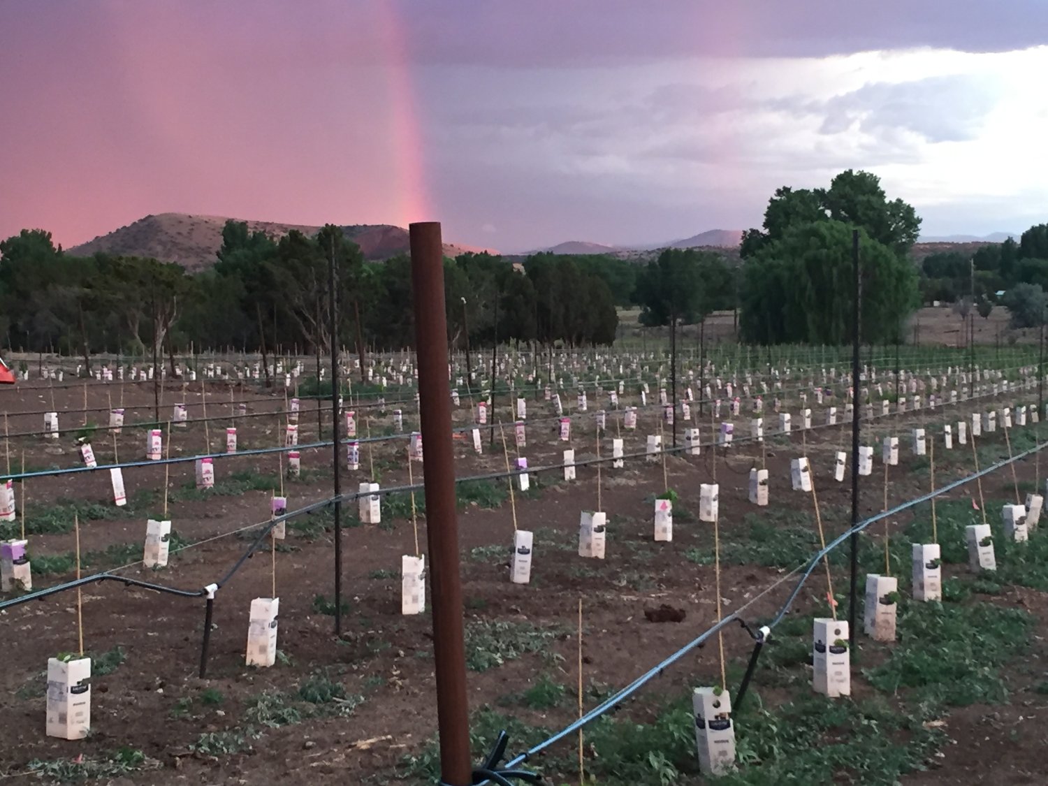 The Pastoral Economist banner