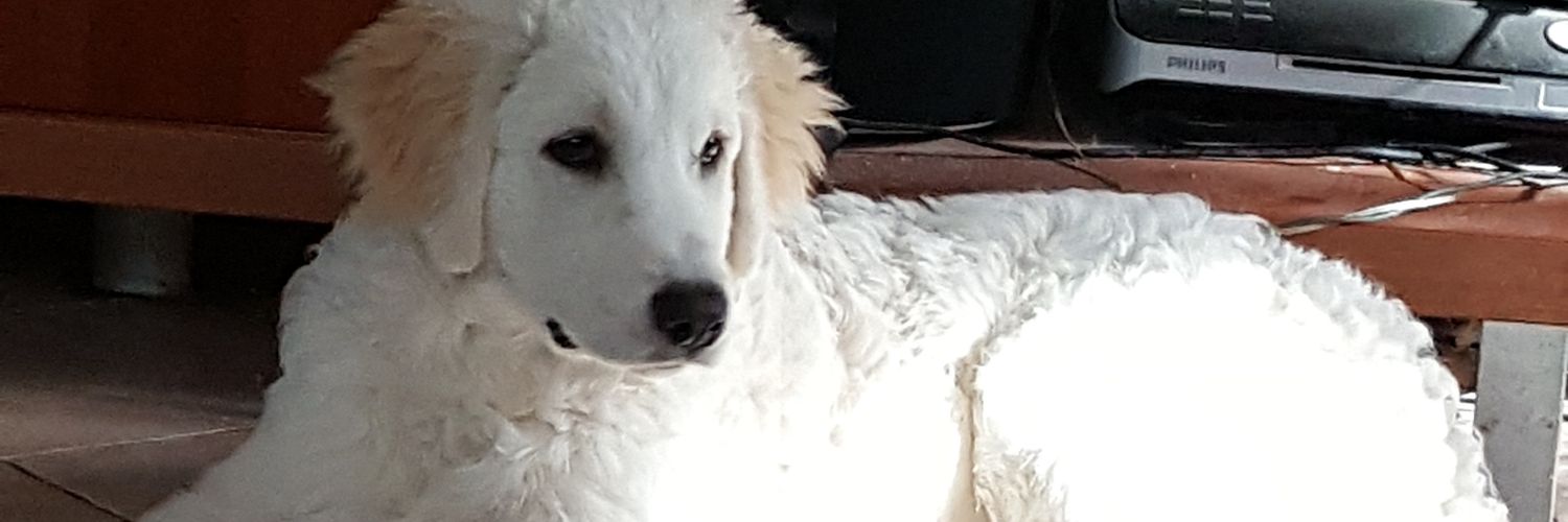 mariamelch's profile banner image