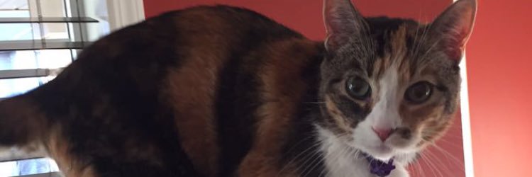morgyandy's profile banner image