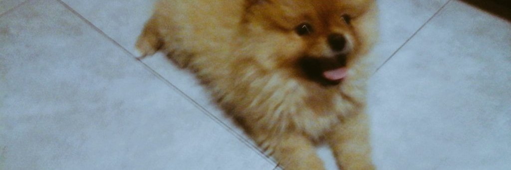 tininlo's profile banner image