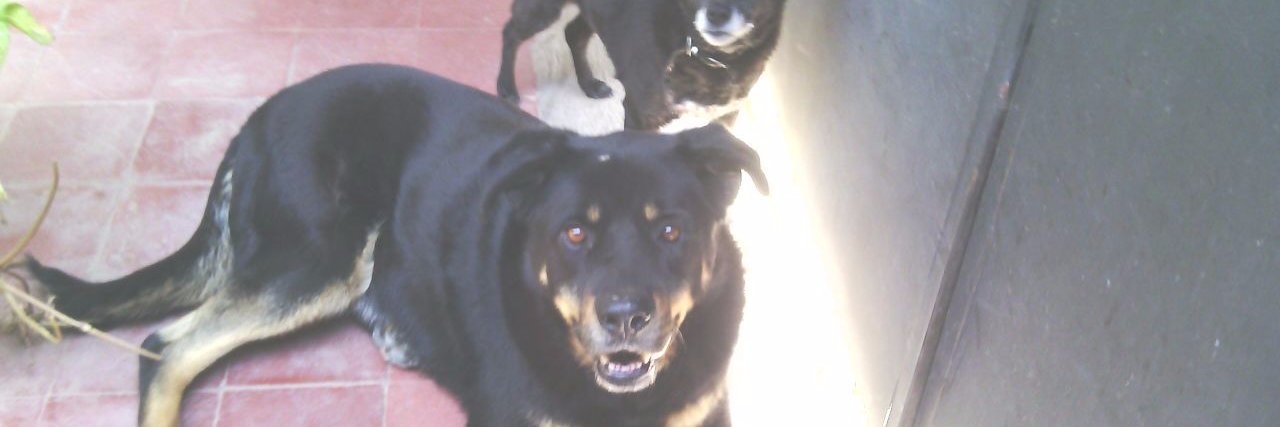 NancyNicolau's profile banner image