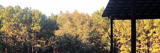 alexxabear's profile banner image