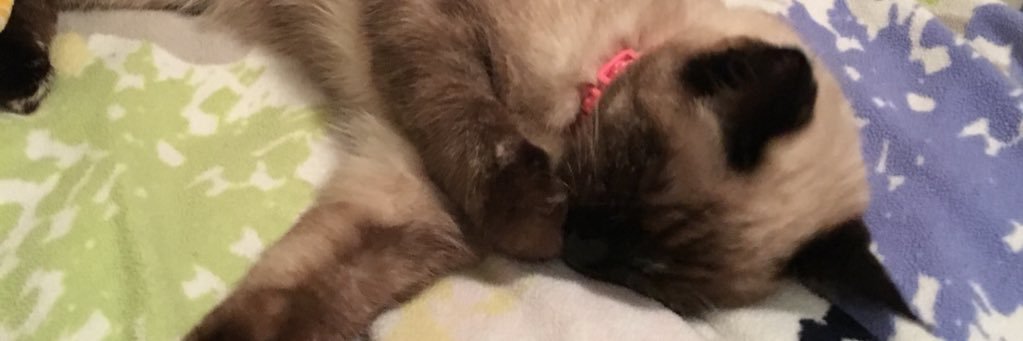 Cheryl_Duke1's profile banner image