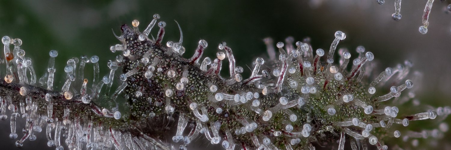 LifeFlower_CO's profile banner image