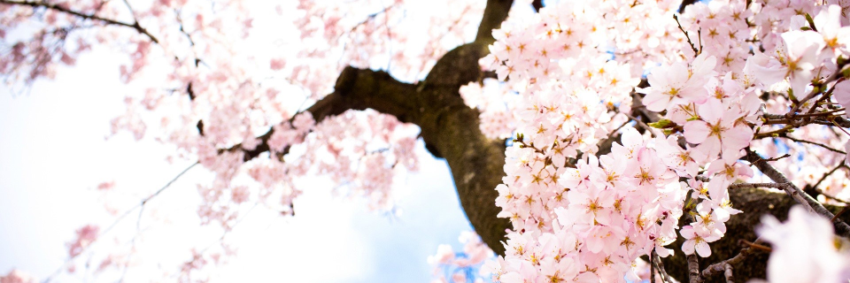 Mami_k3's profile banner image