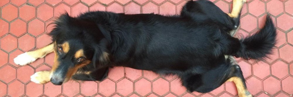 kapilfloof's profile banner image