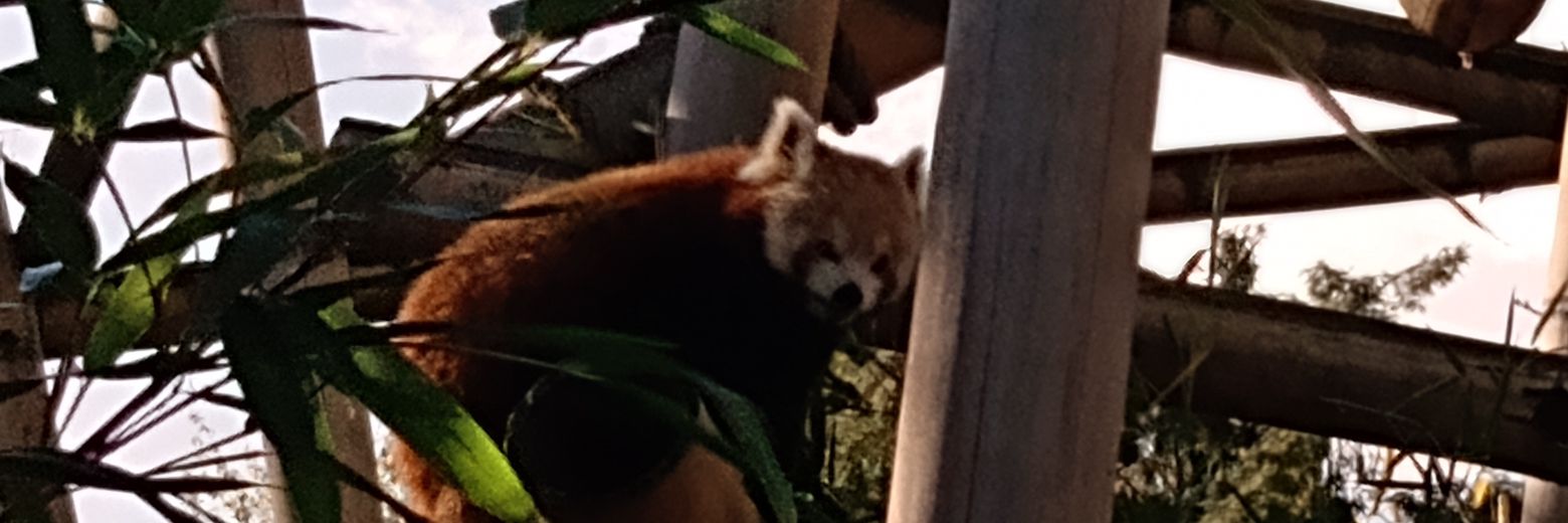 Adam Svane Frahm. banner