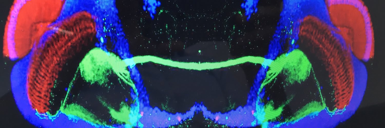 The Hassan Lab banner