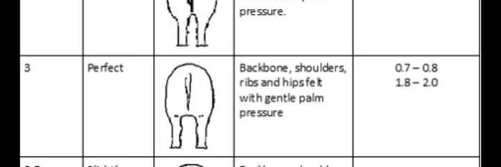 Swine production consultants banner