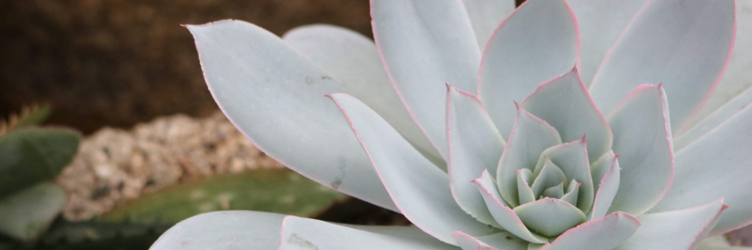 kellieewilli's profile banner image