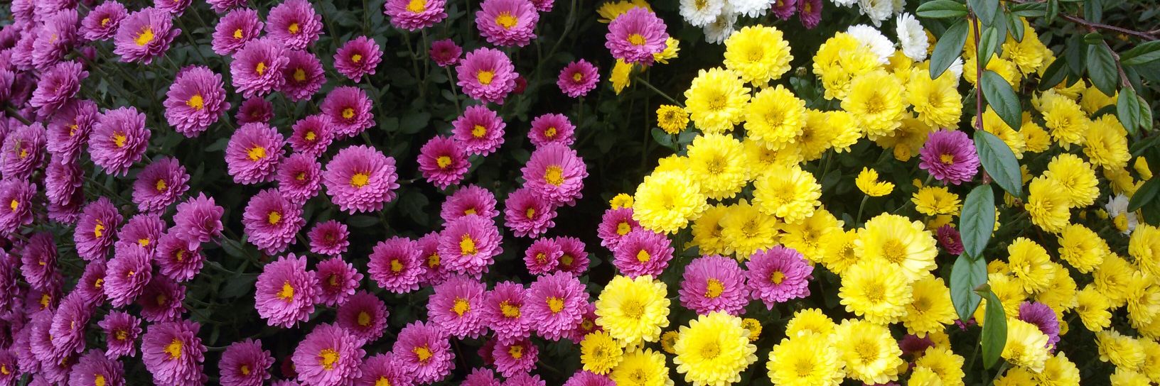 pellegrinata's profile banner image