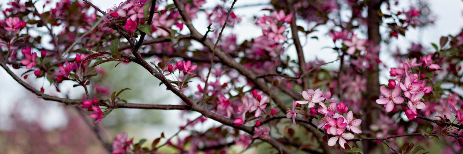 AndreaSchrag's profile banner image